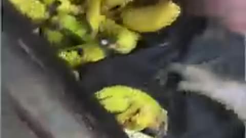 Monkey eating banana