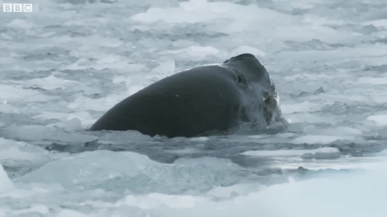 Tiny Penguin Makes a Deadly Dash From Giant Leopard Seal Seven Worlds One Planet BBC Earth