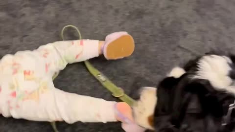 Dog & baby funny video