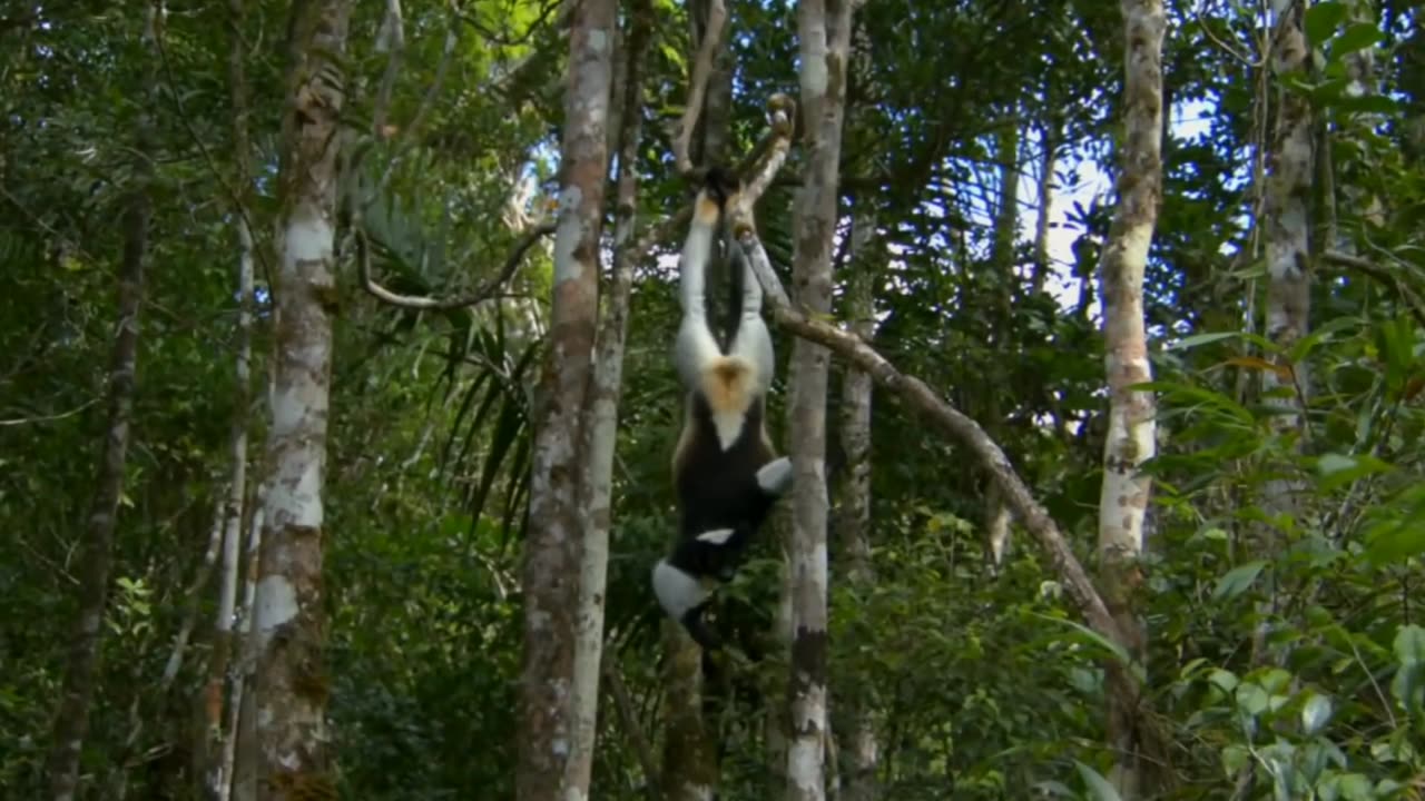 The indri , also called the babakoto