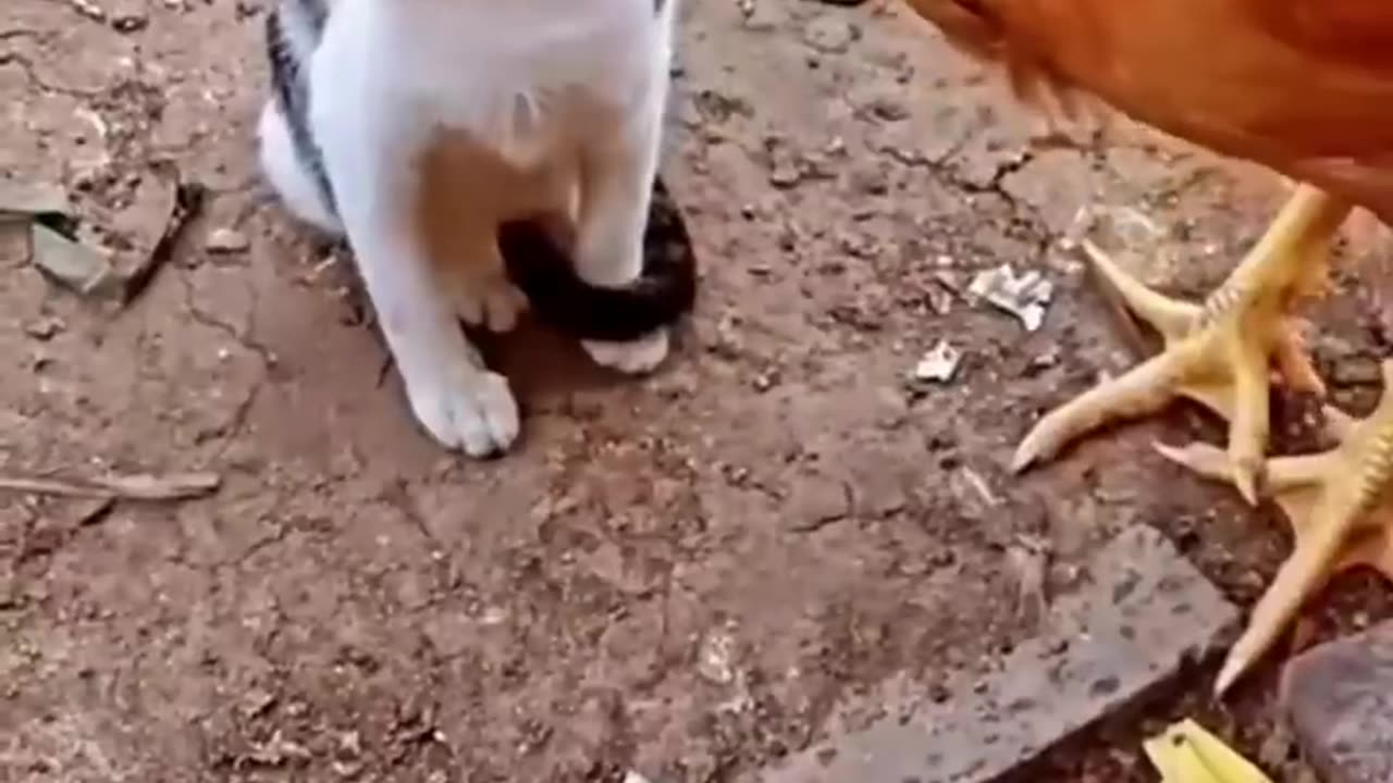 Cat vs Chicken