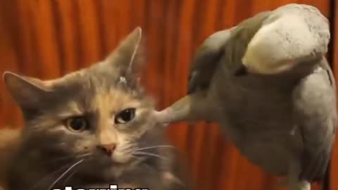 Funny animals voiceovers
