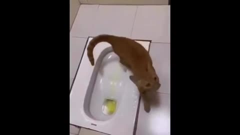 Animal funny 😺🤣🤣🤣 video