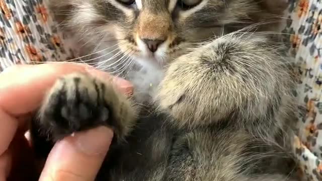 Play with cute kitten