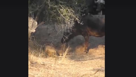 Lion killed by buffalo