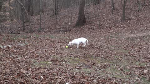 Watch the magnificence of this wonderful, rebellious dog