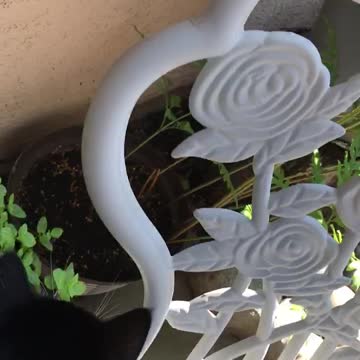 Cat watching a lizard