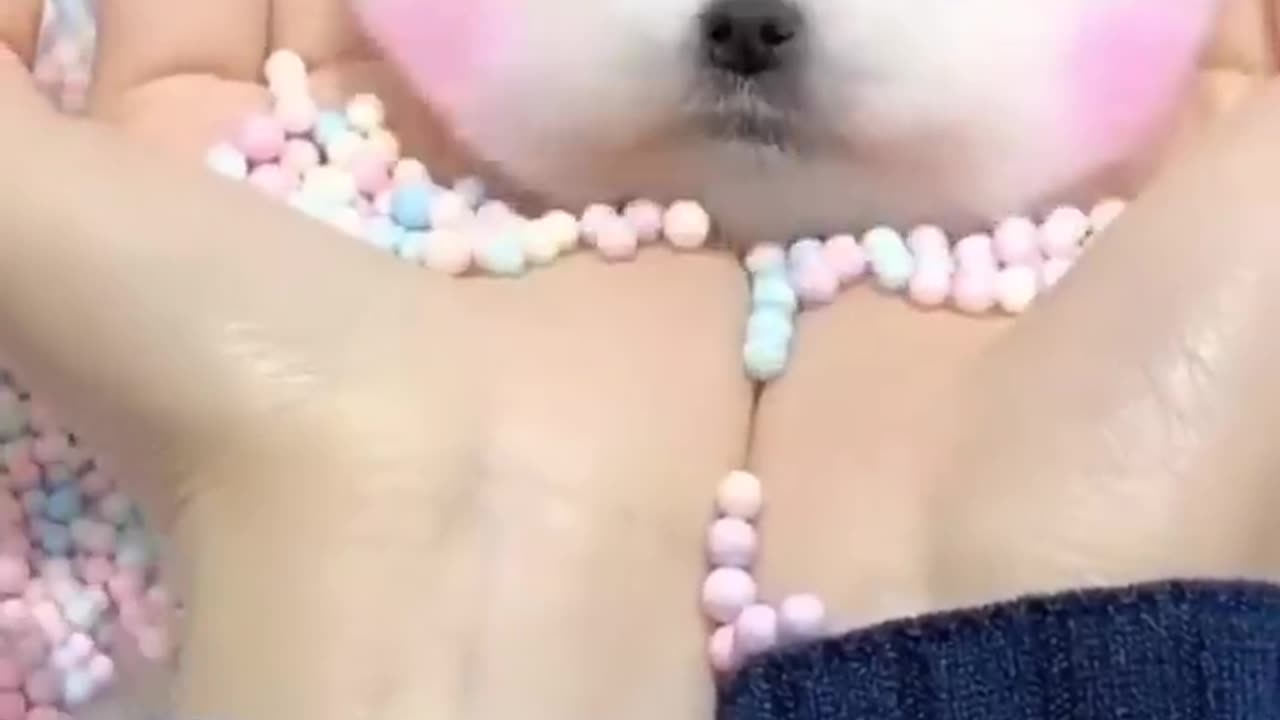 Tik Tok Chó Phốc Sóc Mini 😍 Funny and Cute Pomeranian