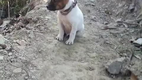 amazing funny dog