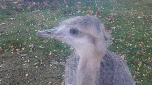 Naughty Rheas