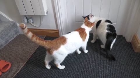 My Cat Is Excited To See The Neighbours Cat