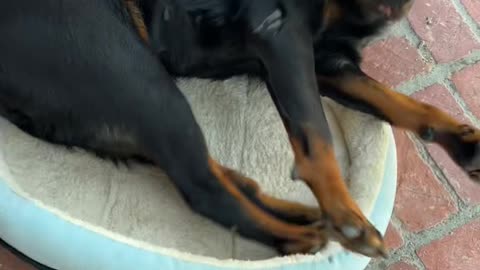 Large Rottweiler Likes Small Bed