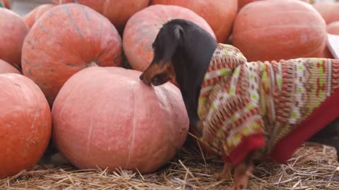 Trick or Dog Treat! Cute & funny dachshund video