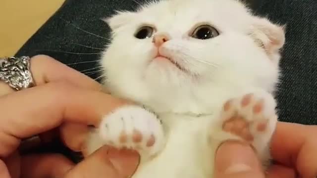 A cute cat