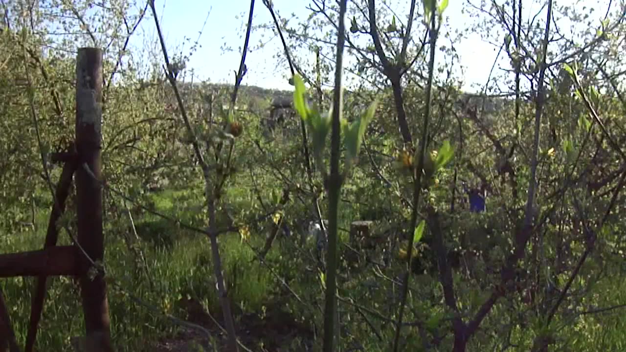 Cornus mas grafts in April with modified Whip Tongue Grafting