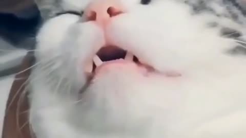 FUNNY AND CUTE CAT