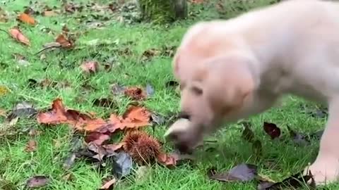 Funniest & Cutest Labrador Puppies #1 - Funny Puppy Videos 2022