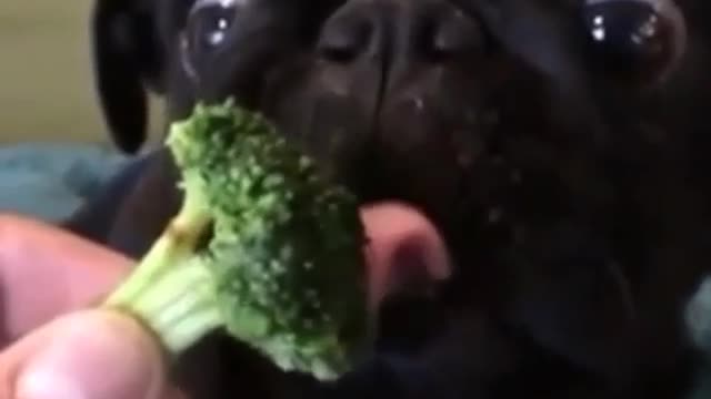 A dog eating vegetables