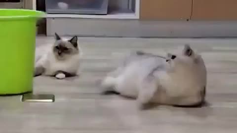 World's most Smart #191& intelligent cats#shorts