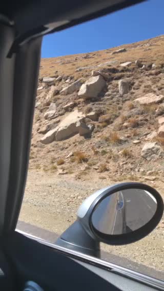 Mountain goats on Mount Evans
