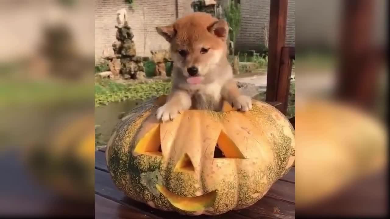 Very very cute doggy Competition