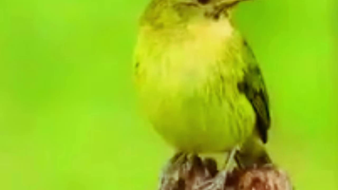 Cute Birds Sound