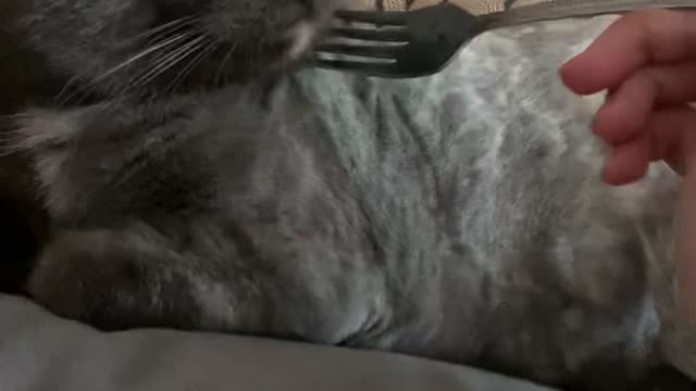 Poke with a cat fork