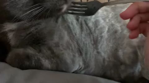 Poke with a cat fork