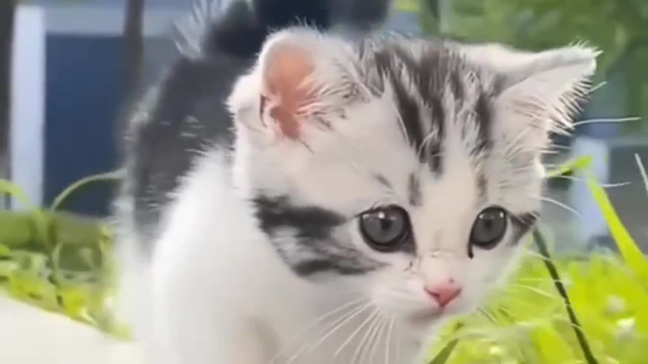 Cute meow