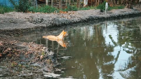 This Doge Going to the Pond And Cool Down body