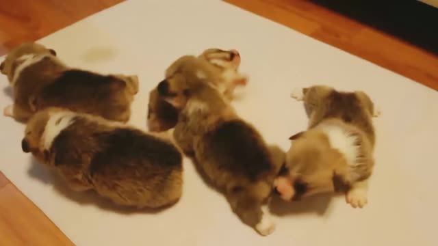 Cute puppies newly born