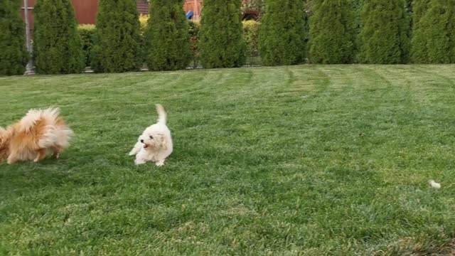 Enjoy dogs in garden