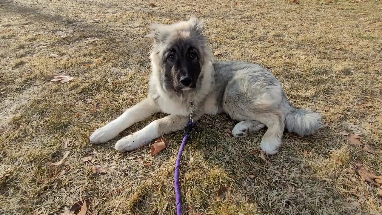 Pixie's 12th Day With Drew - Caucasian Ovcharka Dog - Caucasian Shepherd