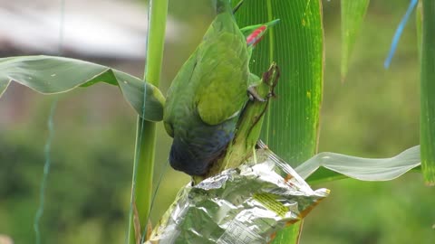 Green macaw and corn