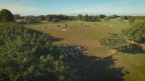 Sheep Milking in Matangi – What It’s Like To Milk Sheep _ On Farm Story