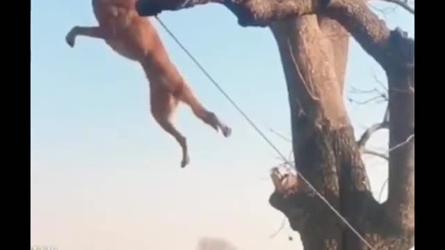 Dog Training How to Train ANY DOGs❤️❤️❤️👌👌💥💥#short