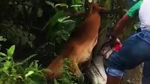 OMG! Cow stuck between rescue