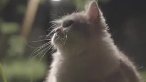 The cat in the night