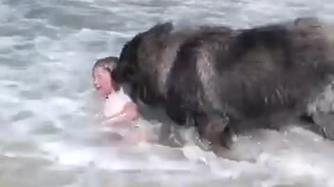 Dog 'Saves' His Little Girl From The Ocean