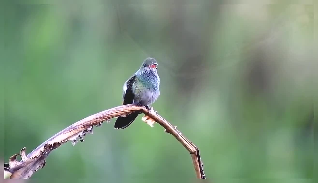 Hummingbird Nature Birds Beautiful Birds Hummingbird Birds In Nature Hummingbirds