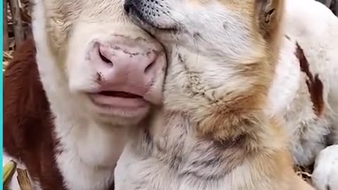 Dog's Are Best Friend #shorts #viral #shortsvideo #video