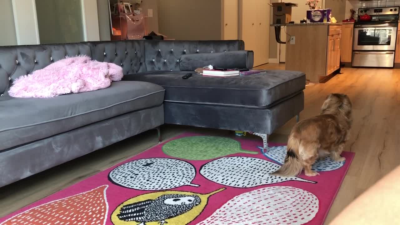 Half blind dog can't determine where noise is coming from