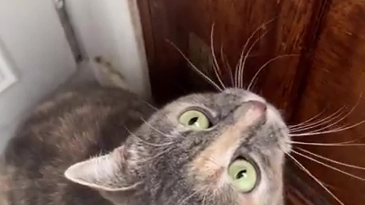 Sound that attracts cat!