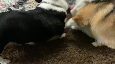 Corgi playtime