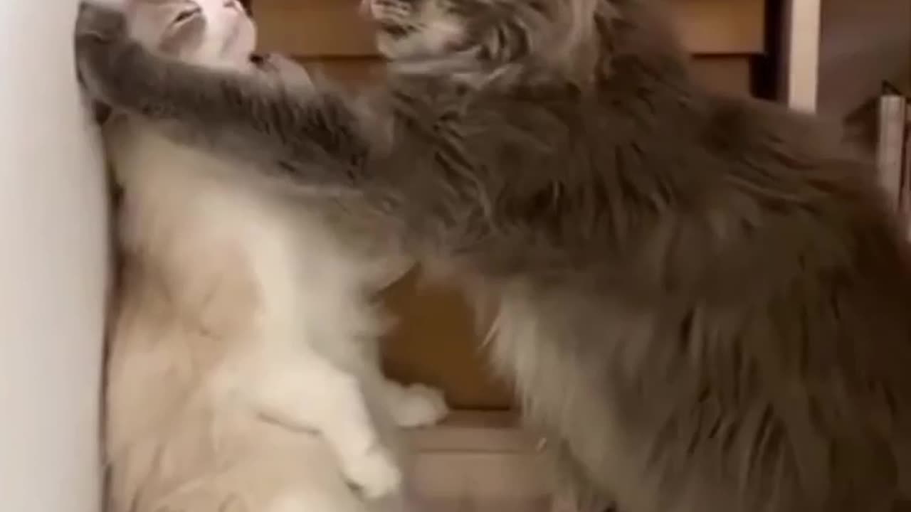 Funny animals