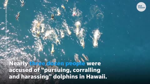 Dozens of swimmers accused of harassing dolphins in Hawaii | USA TODAY