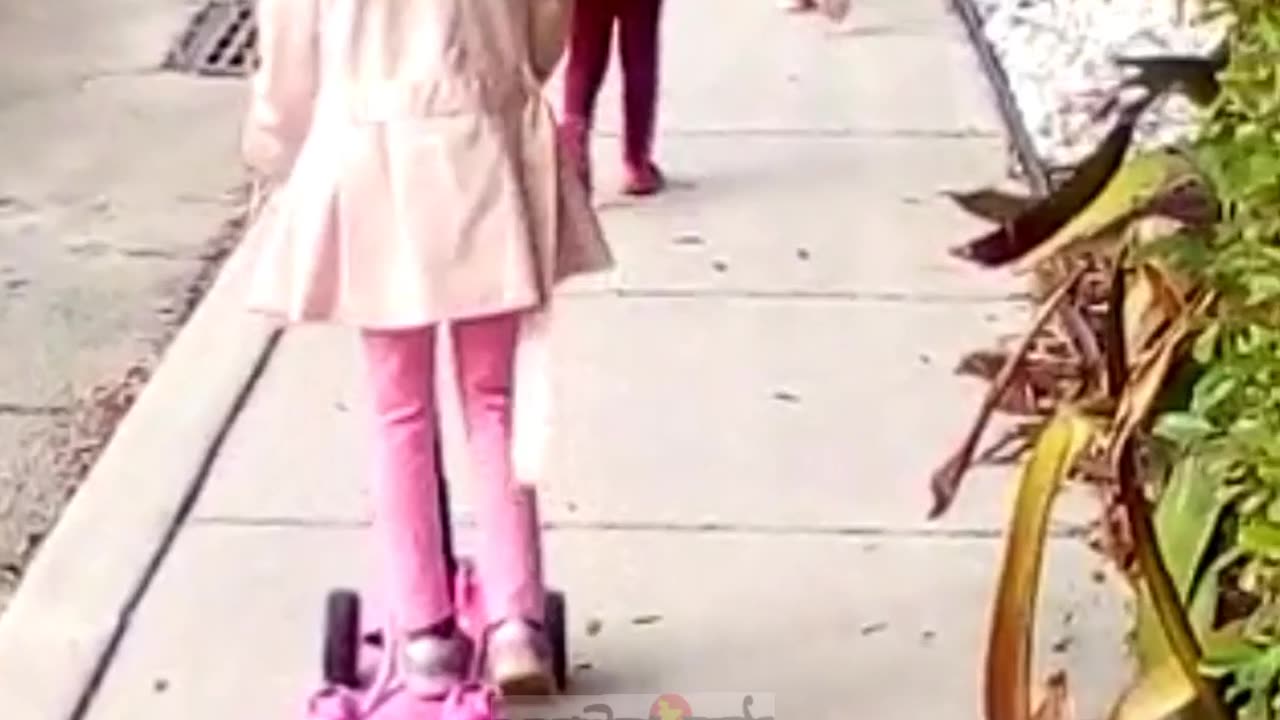 Funny Dog Walking on street #dogvideos #dogs