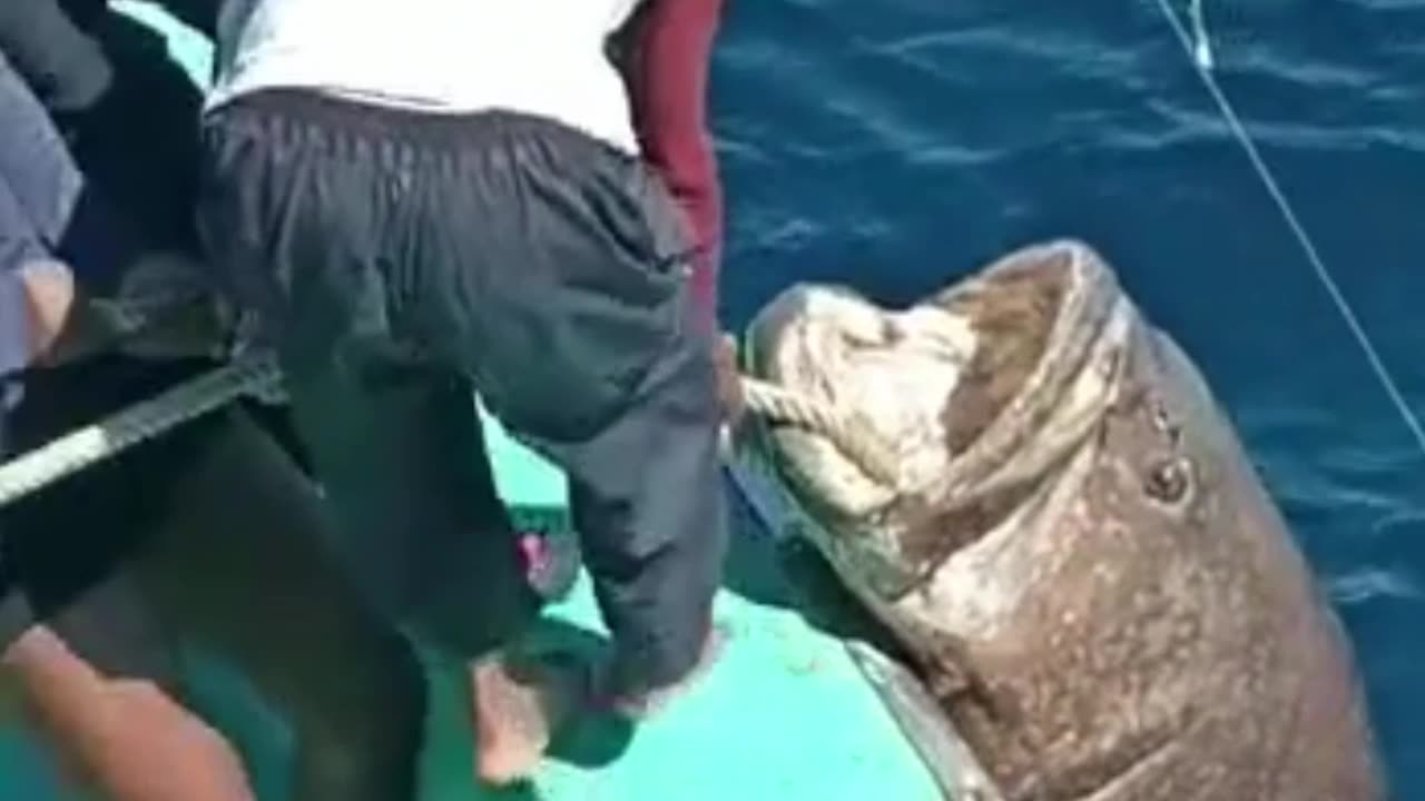 This giant fish was successfully raised into the ship