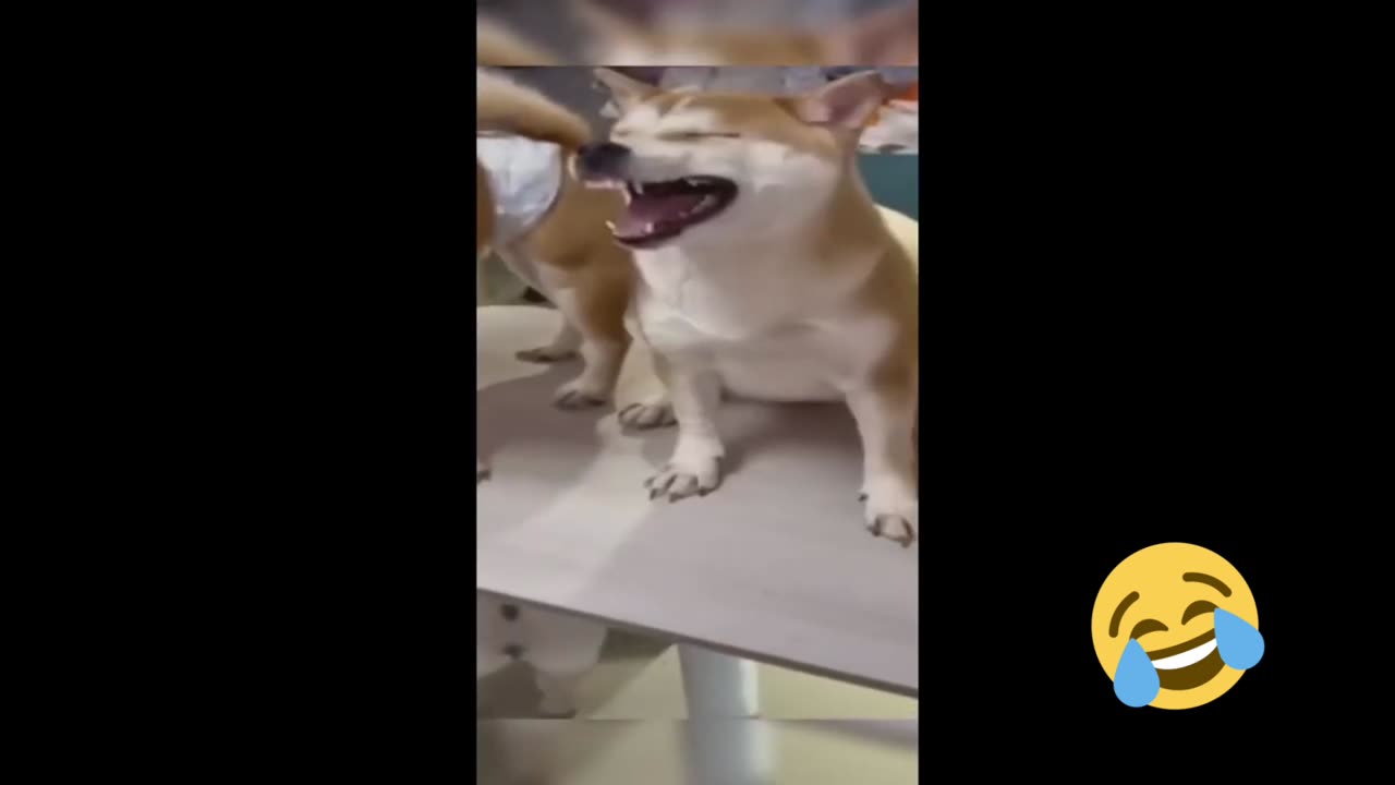 Dog funny video😂