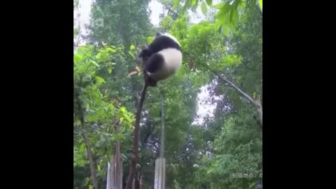 Cute Animals - Cute Baby Panda Videos Compilation